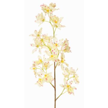 Artificial Odontoglossum orchid branch BELANIA, cream-fuchsia, 30"/75cm
