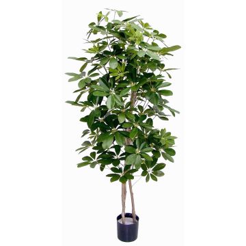 Artificial Schefflera GÜSSING, natural trunks, green, 4ft/120cm Artificial Schefflera GÜSSING, natural trunks, green, 4ft/120cm