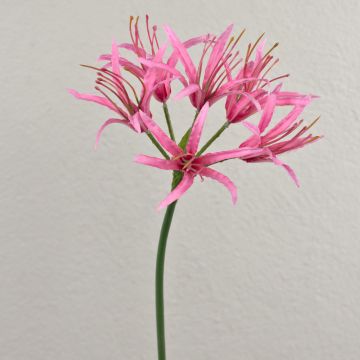 Artificial spider lily LUCHO, pink, 28"/70cm