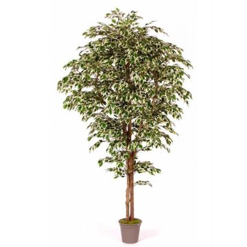 Artificial Ficus Benjamina LINETTE, natural stems, green-white, 3ft/100cm - Made in Italy