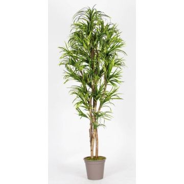 False Dracaena Marginata KIMANORA, natural stems, green-yellow, 5ft/150cm - Made in Italy