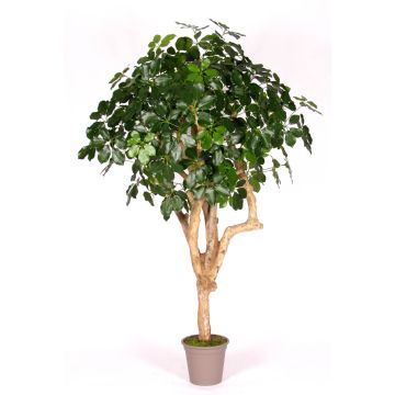 Decorative schefflera SOLIDA, real stem, green, 6ft/175cm - Made in Italy