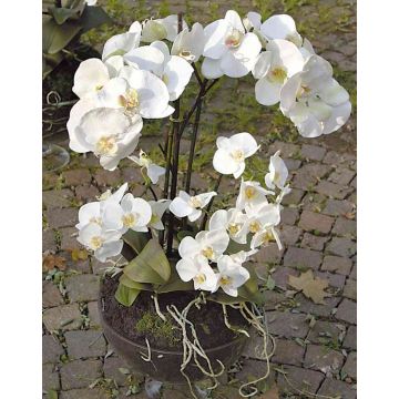 Artificial Phalaenopsis orchid WALLBURGA in decorative glass, white, 31"/80cm Artificial Phalaenopsis orchid WALLBURGA in decorative glass, white, 31"/80cm