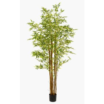 Artificial Japanese arrow bamboo tree BAKNOR, natural trunks, 6ft/180cm