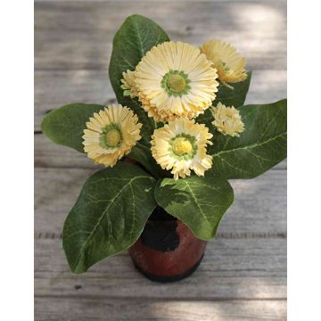 Artificial daisies MORGANA, terracotta pot, apricot, 6"/15cm