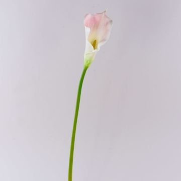 Silk calla TERESA, white-pink, 28"/70cm, 4"x7"/10x18cm