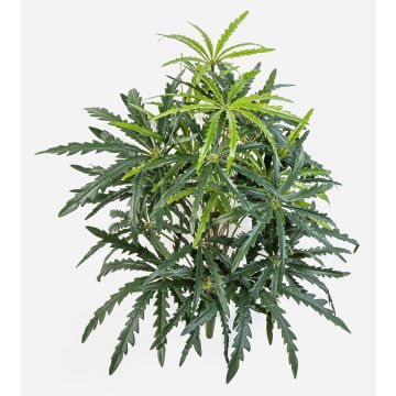 Artificial finger aralia PANGON on a support stick, green, 20"/50cm Artificial finger aralia PANGON on a support stick, green, 20"/50cm