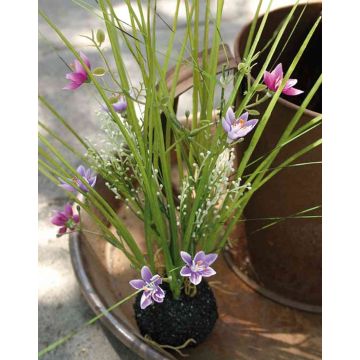 Artificial grass Star of Bethlehem MANFREDO, soil ball, purple-pink, 16"/40cm