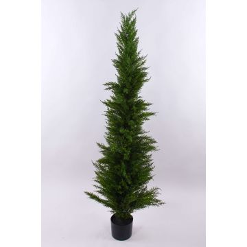Fake Cedar HENRIETTE, in a planter, green, 5ft/150cm Fake Cedar HENRIETTE, in a planter, green, 5ft/150cm