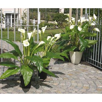 Artificial flower Zantedeschia LAURENCE, white, 4ft/130cm, 3.1"x5.1"/8x13cm Artificial flower Zantedeschia LAURENCE, white, 4ft/130cm, 3.1"x5.1"/8x13cm