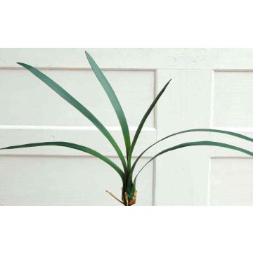 Artificial Cymbidium orchid leaves AURICA, aerial roots, 28"/70cm Artificial Cymbidium orchid leaves AURICA, aerial roots, 28"/70cm