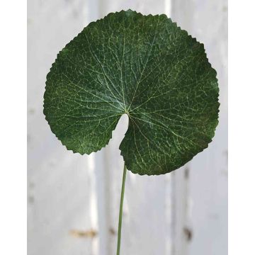 Artificial Geranium Leaf HEIDEGARD, green, 15"/38cm, Ø4.3"/11cm Artificial Geranium Leaf HEIDEGARD, green, 15"/38cm, Ø4.3"/11cm