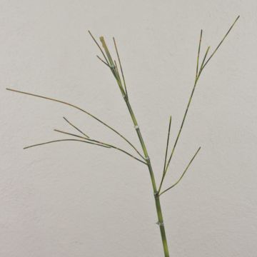 Artificial bamboo branch HARUTO, 3ft/105cm