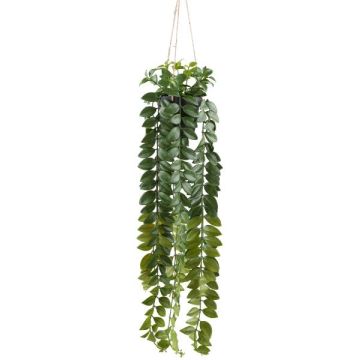Decorative hanging plant: Columnea hanging basket SEHNDAS in decorative pot, green, 33"/85cm Decorative hanging plant: Columnea hanging basket SEHNDAS in decorative pot, green, 33"/85cm