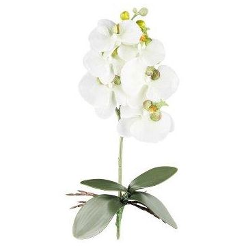 Decorative flower Phalaenopsis orchid DRINTOR, spike, roots, white-green, 16"/40cm