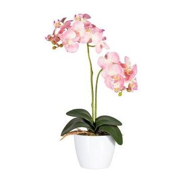 Decorative flower Phalaenopsis orchid FRUXO, spike, roots, pink, 20"/50cm