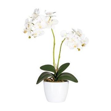 Decorative flower Phalaenopsis orchid FRUXO, spike, roots, white, 20"/50cm