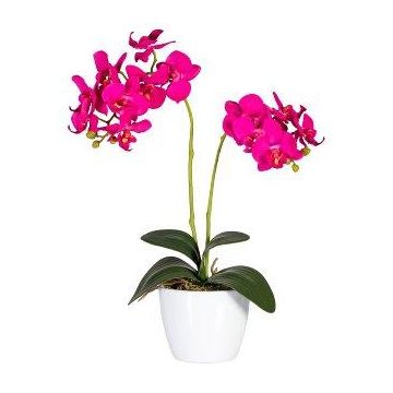 Decorative flower Phalaenopsis orchid FRUXO, spike, roots, fuchsia, 20"/50cm
