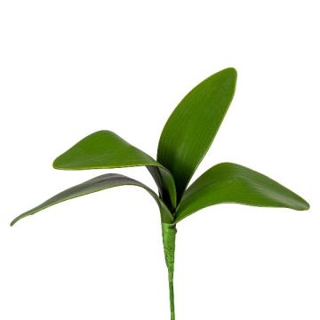 Artificial Phalaenopsis orchid leaves TRIVLEN, stick, 8"/20cm Artificial Phalaenopsis orchid leaves TRIVLEN, stick, 8"/20cm