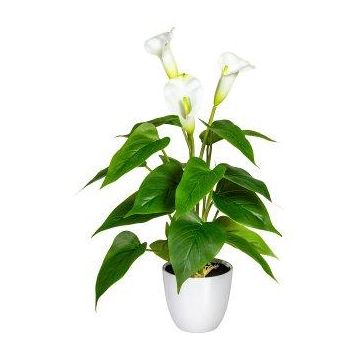 Decorative flower Calla lily VORLIM in decorative pot, aerial roots, white, 18"/45cm Decorative flower Calla lily VORLIM in decorative pot, aerial roots, white, 18"/45cm