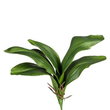 Artificial leaves, Phalaenopsis orchid DRANFOL, support stick, aerial roots, 14"/35cm Artificial leaves, Phalaenopsis orchid DRANFOL, support stick, aerial roots, 14"/35cm