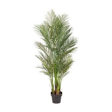Decorative palm tree Areca URUBE in decorative pot, 5ft/160cm Decorative palm tree Areca URUBE in decorative pot, 5ft/160cm