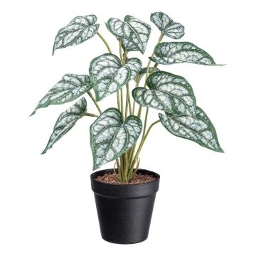 Decorative plant Caladium SNALHE, decorative pot, white-green, 16"/40cm