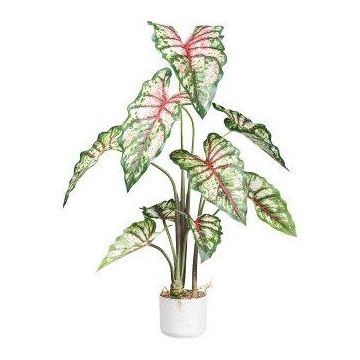 Decorative plant: Caladium GRUHON, melamine planter, green and red, 3ft/100cm