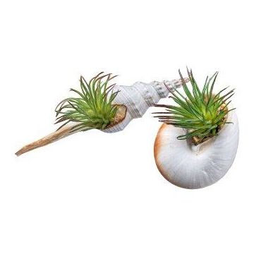 Artificial succulent Tillandsia ionantha FRUNS in natural shells, 2 pieces, green, 3.1"-5.5"/8-14cm