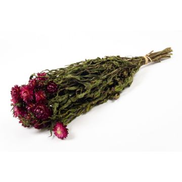 Bouquet of Italian strawflowers ALMINKA, dried, purple, 20"-24"/50-60cm, Ø6"/15cm