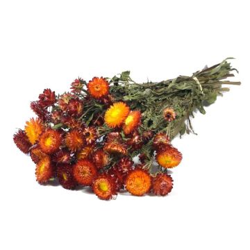 Bouquet of Italian strawflowers ALMINKA, dried, red-orange, 20"-24"/50-60cm, Ø6"/15cm
