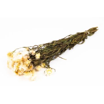 Bouquet of Italian strawflowers ALMINKA, dried, white-cream, 20"-24"/50-60cm, Ø6"/15cm