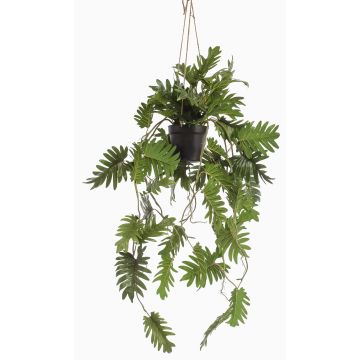 Decorative Philodendron Selloum hanging basket URCO, decorative pot, 31"/80cm