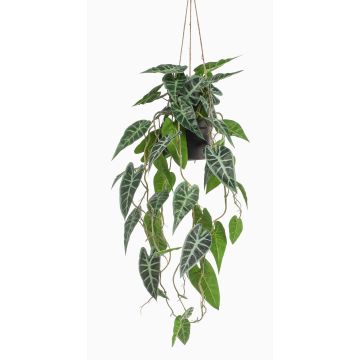 Decorative Alocasia Sanderiana hanging basket URCO, decorative pot, green-white, 31"/80cm