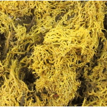 Natural Islandmoos FINNBJÖRN, yellow, 50g