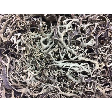 Natural Flechten moss FLORENTIA, grey, 50g