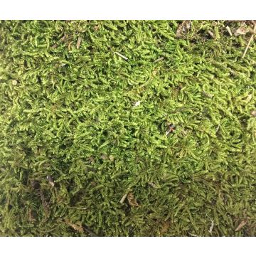 Natural Moosplatten FERNANDE, green, 100g