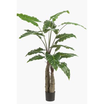 Artificial Alocasia Sanderiana ALBULA, green, 5ft/150cm