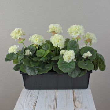 FLOREANA artificial geraniums in a window box, set of 3, white, 40x15x35cm