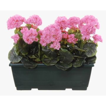 Artificial geraniums FLOREANA in a window box, set of 3, purple, 16"x5.9"x14"/40x15x35cm Artificial geraniums FLOREANA in a window box, set of 3, purple, 16"x5.9"x14"/40x15x35cm