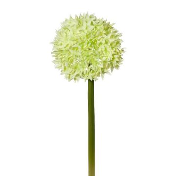 Decorative flower Allium WANDENY, cream-green, 26"/65cm
