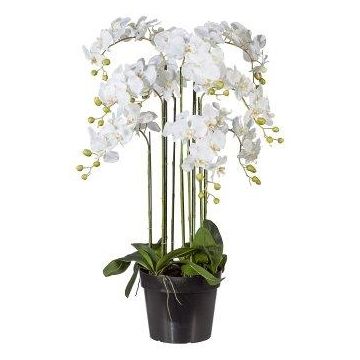 Artificial Phalaenopsis orchid LOPASY, roots, white, 4ft/110cm