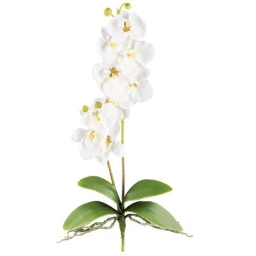 Artificial Phalaenopsis orchid MORLEK, spike, roots, cream, 24"/60cm