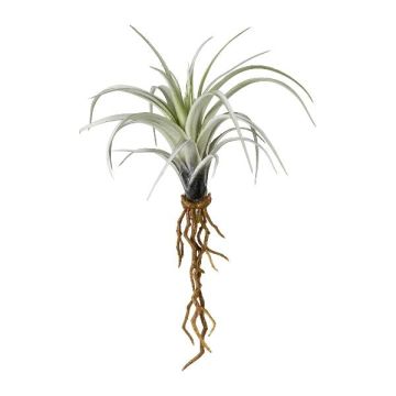 Artificial succulent Tillandsia stricta SNELDON with roots, green, 9"/22cm