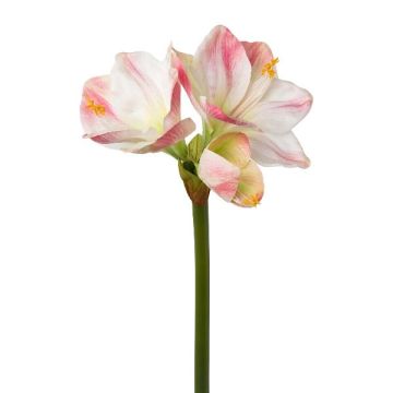 Decorative flower Amaryllis BELAV, pink-white, 28"/70cm
