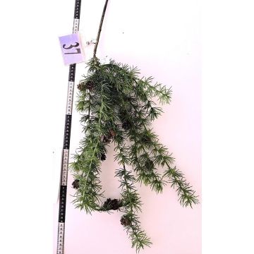 Decorative cedar branch GORZU with cones, hanging, green, 3ft/100cm Decorative cedar branch GORZU with cones, hanging, green, 3ft/100cm