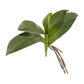 Artificial Phalaenopsis orchid leaves BRULST, support stick, roots, 10"/25cm Artificial Phalaenopsis orchid leaves BRULST, support stick, roots, 10"/25cm