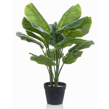 False Calathea Orbifolia CAPHOR, green-grey, 28"/70cm
