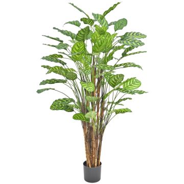 Artificial plant Calathea makoyana HYZANS, green, 5ft/150cm Artificial plant Calathea makoyana HYZANS, green, 5ft/150cm