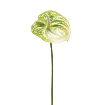 Artificial flower Anthurium SAMBANA, green-cream, 26"/65cm Artificial flower Anthurium SAMBANA, green-cream, 26"/65cm